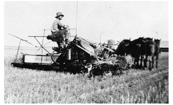 Julius Derksen Harvesting Wheat