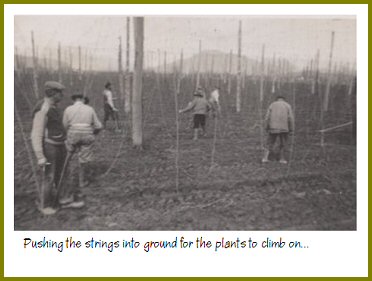 Yarrow Hops Industry