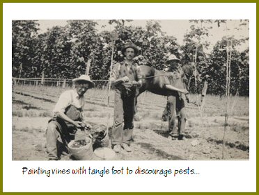 Yarrow Hops Industry