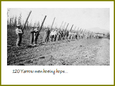 Yarrow Hops Industry