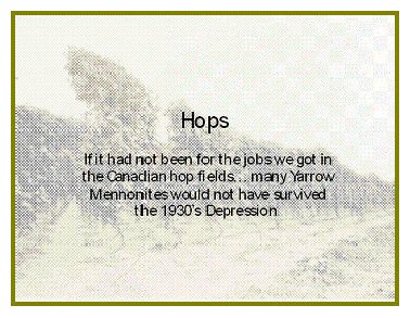 Yarrow Hops Industry