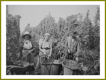 Yarrow Hops Industry