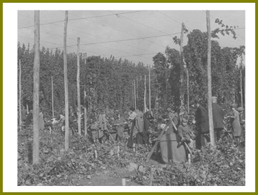 Yarrow Hops Industry