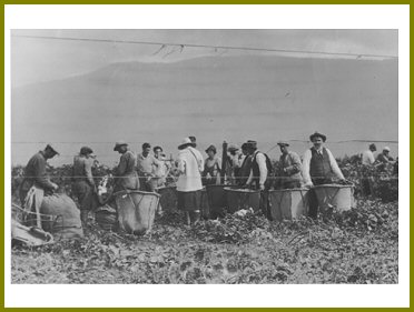 Yarrow Hops Industry