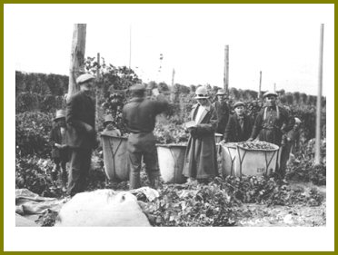 Yarrow Hops Industry