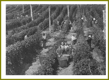 Yarrow Hops Industry