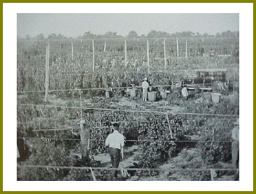 Yarrow Hops Industry