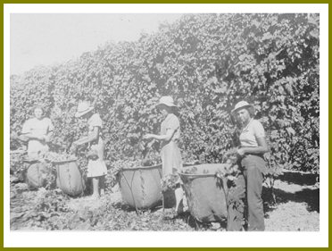 Yarrow Hops Industry