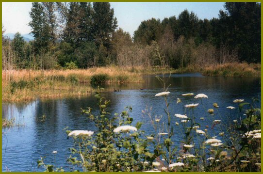 White Yarrow Flowers Edge a Vedder River Duckpond